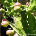 Fruits (Indian Fig Opuntia, Prickly Pear)
