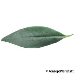 Leaf upperside (Common Privet)