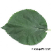 Leaf upperside (Climbing Hydrangea)