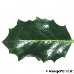 Leaf upperside (Common Holly, English Holly)