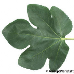 Leaf upperside (Fig, Common Fig)