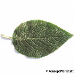 Leaf upperside (Wayfaring Tree)