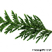 Leaf upperside (Giant Arborvitae, Western Red Cedar)