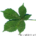 Leaf upperside (Red Horsechestnut)