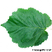 Leaf upperside (Turkish Hazel)