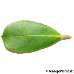 Leaf upperside (Strawberry Tree)