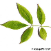 Leaf upperside (Black Elder, Bourtree, Common Elder, Elderberry, European Elder)