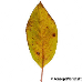 Leaf autumn (Hydrangea Aspera)