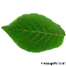Leaf upperside (Hydrangea Aspera)