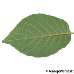 Leaf underside (Hydrangea Aspera)