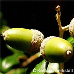 Fruits (Holm Oak, Holly Oak, Evergreen Oak)