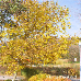 Autumn (Common walnut)
