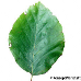 Leaf upperside (Weeping Beech)