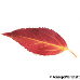 Leaf autumn (Border Forsythia)