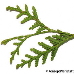 Leaf upperside (American Arborvitae, White Cedar)
