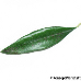 Leaf upperside (Olive)