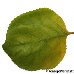 Leaf underside (Apricot)