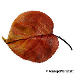 Leaf autumn (Apricot)