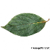 Leaf upperside (Date-Plum)