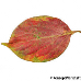 Leaf autumn (Date-Plum)