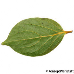 Leaf underside (Date-Plum)