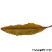 Leaf autumn (Cherry Laurel)