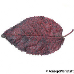 Leaf upperside (Cherry Plum, Purple Leaf Plum)