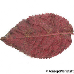 Leaf underside (Cherry Plum, Purple Leaf Plum)