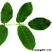 Leaf upperside (Common walnut)