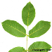 Leaf underside (Common walnut)