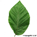 Leaf upperside (Common Beech)