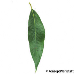 Leaf upperside (White Willow)