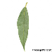 Leaf underside (White Willow)