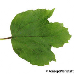 Leaf upperside (Common Snowball, European Snowball, Guelder Rose)