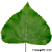 Leaf upperside (Lombardy Poplar)