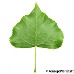 Leaf underside (Lombardy Poplar)