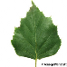 Leaf upperside (Silver Birch)
