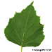 Leaf underside (Silver Birch)