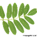 Leaf underside (Mountain Ash, Rowan)