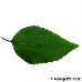 Leaf upperside (Border Forsythia)