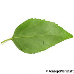 Leaf underside (Border Forsythia)
