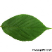 Leaf upperside (Japanese Cherry, Oriental Cherry)