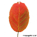 Leaf autumn (Serviceberry, Snowy Mespilus, June Berry)