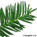 Leaf upperside (European Yew, Common Yew)
