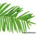Leaf underside (European Yew, Common Yew)