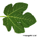 Leaf underside (Fig, Common Fig)