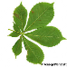 Leaf underside (Horse Chestnut)