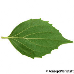 Leaf underside (Sweet Mock Orange, English Dogwood)
