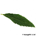 Leaf upperside (Japanese Spiraea, Japanese Medowsweet)