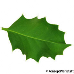 Leaf underside (Common Holly, English Holly)